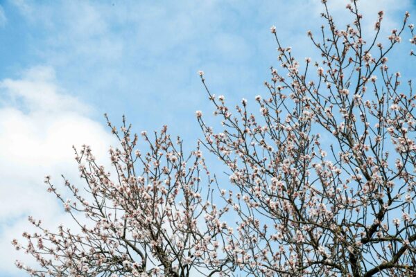 Charmant Mas aux portes d’Uzès