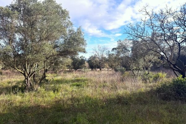 Uzès : Terrain constructible de 5.000 m2 avec oliviers